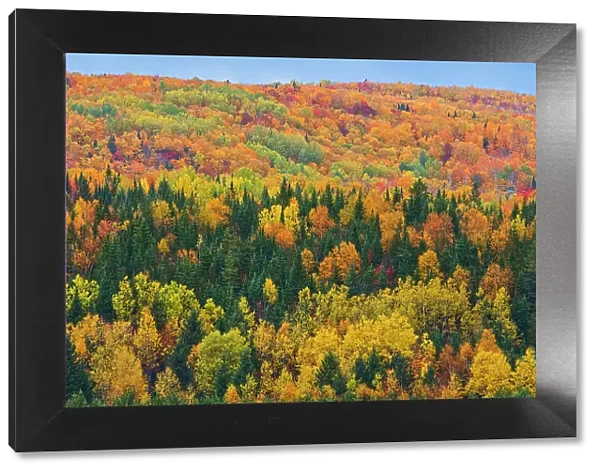 Acadian forest in autumn foliage. Rolling hills. Aroostook, New Brunswick, Canada