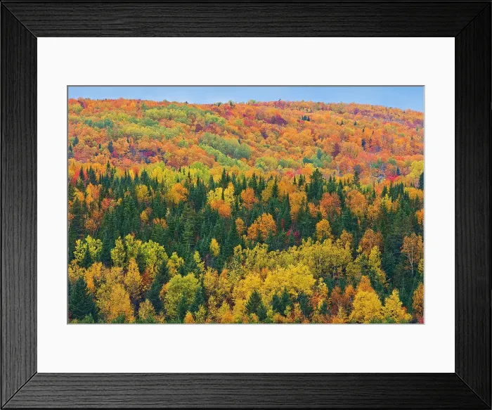 Framed Print : Acadian forest in autumn foliage. Rolling hills. Aroostook, New Brunswick, Canada Framed Print : Acadian forest in autumn foliage. Rolling hills. Aroostook, New Brunswick, Canada