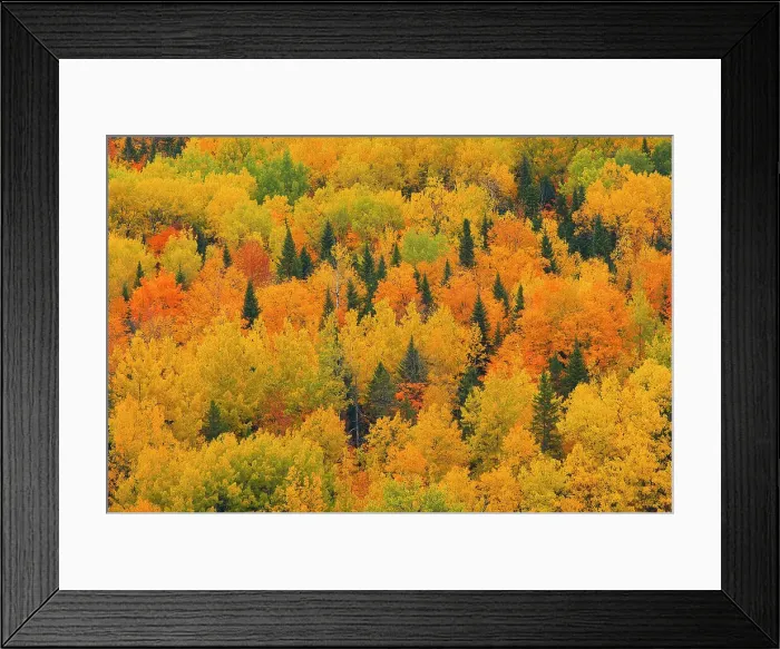 Framed Print : Acadian forest in autumn foliage. Aroostook, New Brunswick, Canada Aroostook, New Brunswick, Canada Framed Print : Acadian forest in autumn foliage. Aroostook, New Brunswick, Canada Aroostook, New Brunswick, Canada
