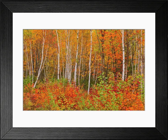 Framed Print : Acadian forest in autumn foliage. Gagetown, New Brunswick, Canada Framed Print : Acadian forest in autumn foliage. Gagetown, New Brunswick, Canada