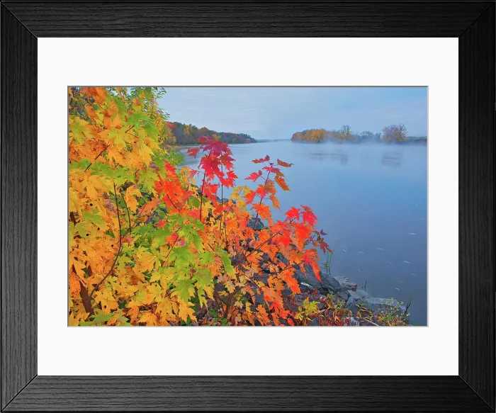 Framed Print : The Saint John River and the Acadian forest in autumn foliage. New Brunswick, Canada