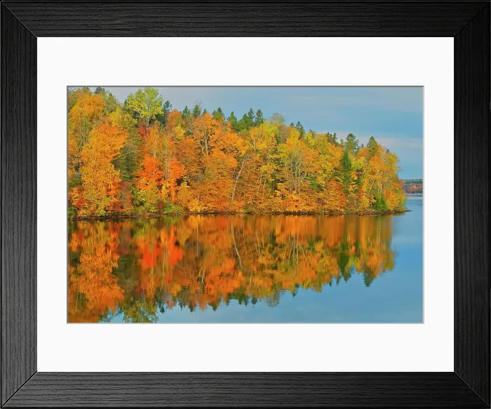 Framed Print : Acadian forest in autumn foliage reflected in the Saint John River Mactaquac, New Brunswick, Canada Framed Print : Acadian forest in autumn foliage reflected in the Saint John River Mactaquac, New Brunswick, Canada