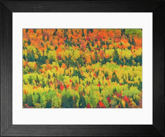 Framed Print : Autumn colors of mixedwood forest in Les Notre-Dame Mountains (Appalachian Mountains). Great Lakes - St. Lawrence Forest Region. Saint-Pacome, Quebec, Canada Framed Print : Autumn colors of mixedwood forest in Les Notre-Dame Mountains (Appalachian Mountains). Great Lakes - St. Lawrence Forest Region. Saint-Pacome, Quebec, Canada