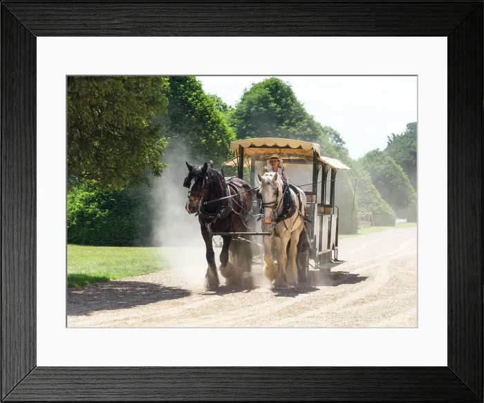 Framed Print : Shire horse carriage ride in The Great Fountain Garden, Hampton Court Palace, London, England Framed Print : Shire horse carriage ride in The Great Fountain Garden, Hampton Court Palace, London, England