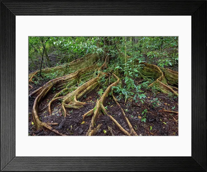 Framed Print : Costa Rica, Rincon de la Vieja national park, rainforest, Ficus benjamina tree Framed Print : Costa Rica, Rincon de la Vieja national park, rainforest, Ficus benjamina tree