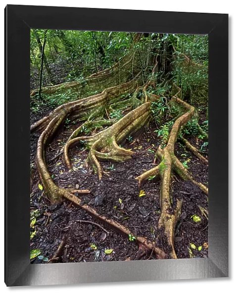 Costa Rica, Rincon de la Vieja national park, rainforest, Ficus benjamina tree