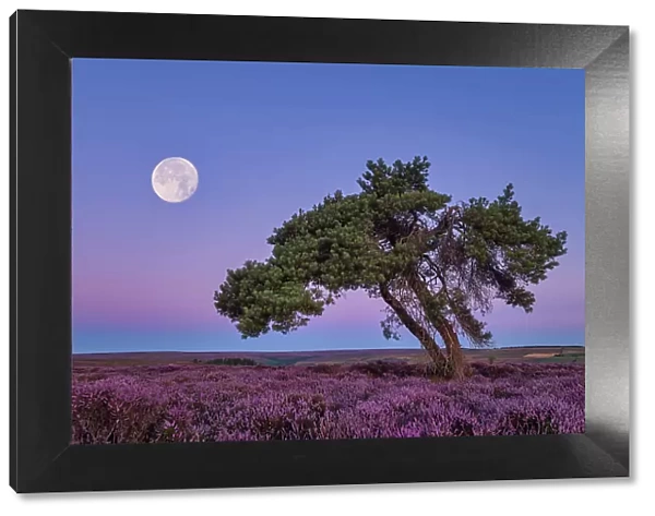 Full Moon & Lone Pinetree in Heather, North Yorkshire Moors, England