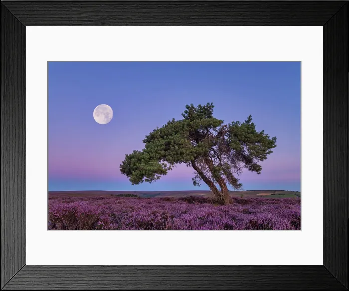 Framed Print : Full Moon & Lone Pinetree in Heather, North Yorkshire Moors, England Framed Print : Full Moon & Lone Pinetree in Heather, North Yorkshire Moors, England