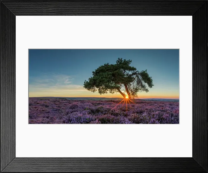 Framed Print : Lone Pinetree in Heather at Sunset, North Yorkshire Moors, England Framed Print : Lone Pinetree in Heather at Sunset, North Yorkshire Moors, England