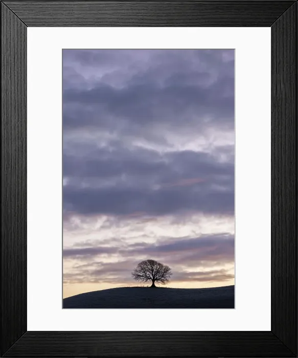 Framed Print : Ash tree (Fraxinus excelsior) on a frosty winter morning, West Milton, Dorset, England, UK Framed Print : Ash tree (Fraxinus excelsior) on a frosty winter morning, West Milton, Dorset, England, UK
