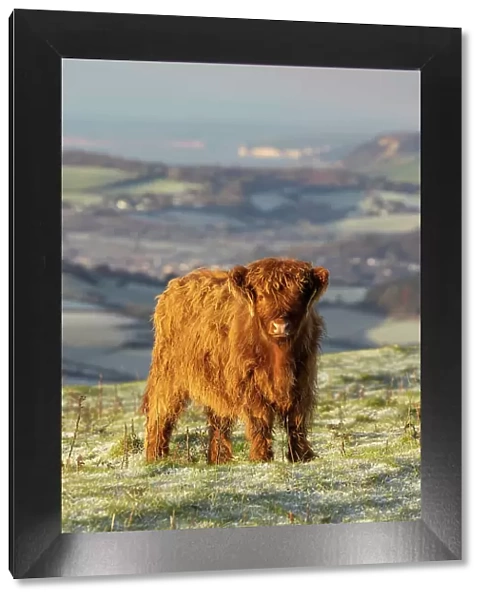Highland Cattle calf on Eggerdon Hill (Iron-age hillfort), Dorset, England, UK