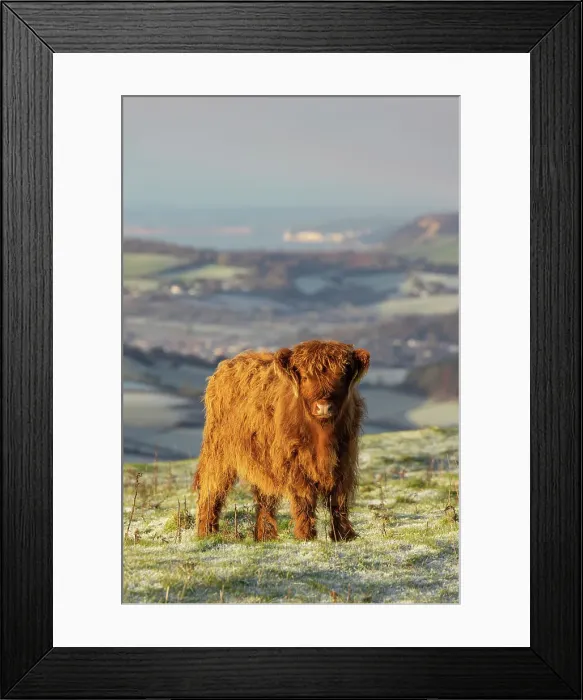 Framed Print : Highland Cattle calf on Eggerdon Hill (Iron-age hillfort), Dorset, England, UK Framed Print : Highland Cattle calf on Eggerdon Hill (Iron-age hillfort), Dorset, England, UK