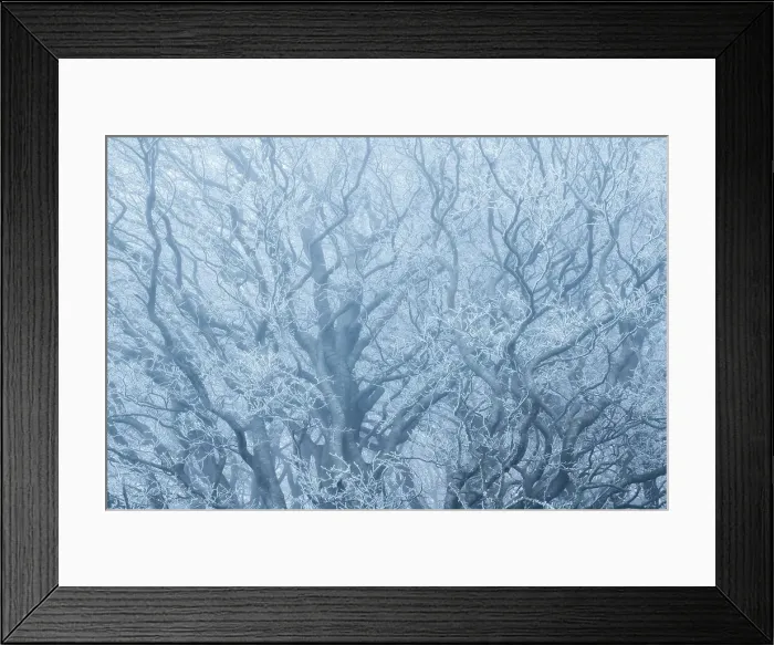 Framed Print : Beech (Fagus sylvatica) trees covered in hoar frost, near Shaftesbury, Dorset, England, UK Framed Print : Beech (Fagus sylvatica) trees covered in hoar frost, near Shaftesbury, Dorset, England, UK