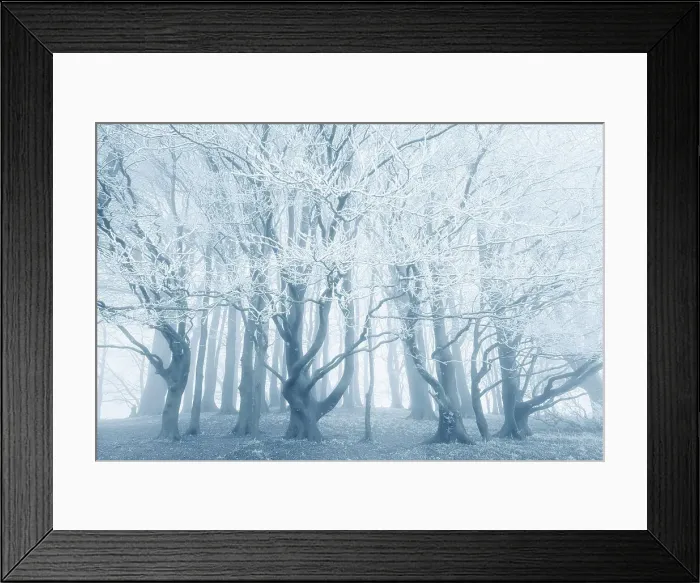 Framed Print : Beech (Fagus sylvatica) trees covered in hoar frost, near Shaftesbury, Dorset, England, UK Framed Print : Beech (Fagus sylvatica) trees covered in hoar frost, near Shaftesbury, Dorset, England, UK