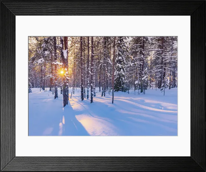Framed Print : Europe, Finland, forest of trees covered with snow in Rovaniemi at sunset
