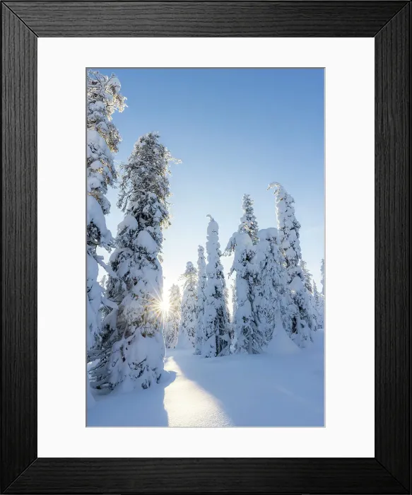 Framed Print : Europe, Finland, snow covered trees on the top of the hill at Riisitunturi national Park in finnish Lapland at sunset