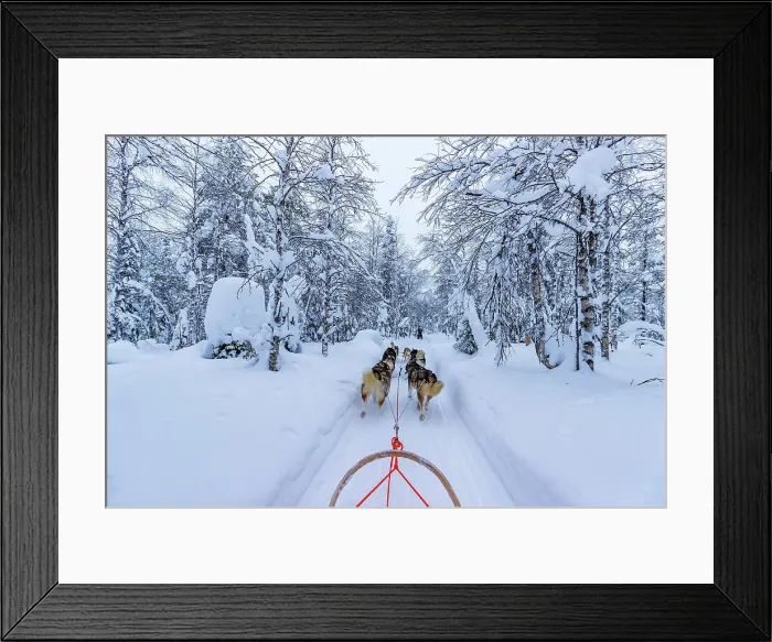 Framed Print : Europe, Finland, sled dog activity through the forest at Ruka Framed Print : Europe, Finland, sled dog activity through the forest at Ruka