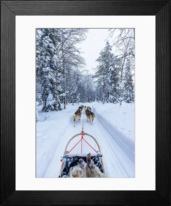Framed Print : Europe, Finland, sled dog activity through the forest at Ruka Framed Print : Europe, Finland, sled dog activity through the forest at Ruka