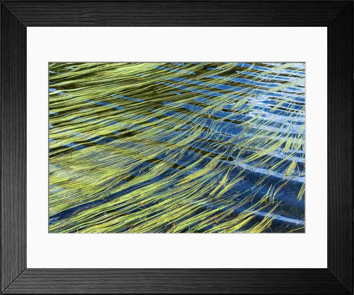 Framed Print : Some algae floating in a lake during a sunny summer day in the French Alps, France Framed Print : Some algae floating in a lake during a sunny summer day in the French Alps, France