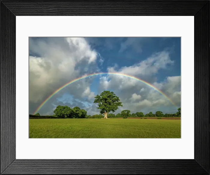Framed Print : Rainbow over Oak Tree, Dorset, England Framed Print : Rainbow over Oak Tree, Dorset, England