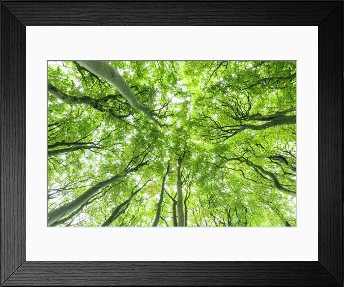 Framed Print : Beech Tree Canopy, Win Green Hill, Wiltshire, England Framed Print : Beech Tree Canopy, Win Green Hill, Wiltshire, England