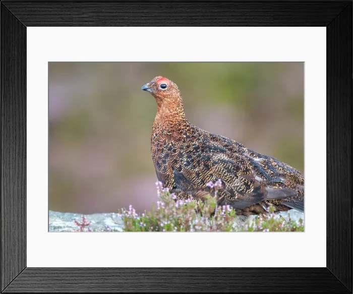 Framed Print : Red Grouse (Lagopus lagopus scotica), Ilkley Moor, Yorkshire, England Framed Print : Red Grouse (Lagopus lagopus scotica), Ilkley Moor, Yorkshire, England