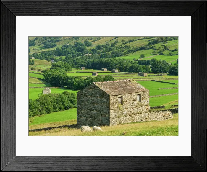 Framed Print : Sheep & Stone Barn, Keld, Swaledale, Yorkshire Dales, England Framed Print : Sheep & Stone Barn, Keld, Swaledale, Yorkshire Dales, England