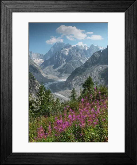 Framed Print : Mont Blanc massif rising in the background with some fireweed in the foreground. French Alps, France Framed Print : Mont Blanc massif rising in the background with some fireweed in the foreground. French Alps, France