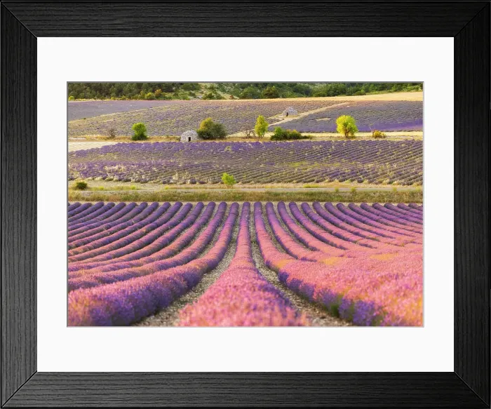 Framed Print : Stone bories (ancient shepherd's huts) in lavender fields near Sault, Provence-Alpes-Cote d'Azur, Provence, France Framed Print : Stone bories (ancient shepherd's huts) in lavender fields near Sault, Provence-Alpes-Cote d'Azur, Provence, France