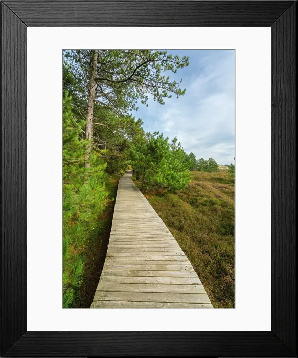 Framed Print : Wooden boardwalk leading by forest near Suddorf, UNESCO, Amrum island, Nordfriesland, Schleswig-Holstein, Germany Framed Print : Wooden boardwalk leading by forest near Suddorf, UNESCO, Amrum island, Nordfriesland, Schleswig-Holstein, Germany
