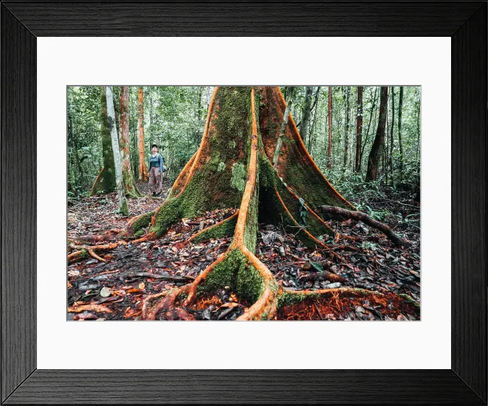 Framed Print : Woman standing near a giant tropical tree in the Borneo forest, Indonesia Framed Print : Woman standing near a giant tropical tree in the Borneo forest, Indonesia
