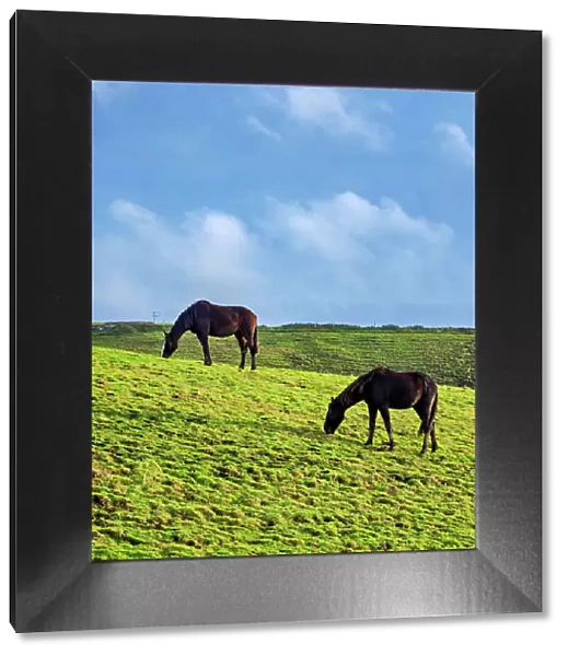 Horses on a field, Cliffs of Moher Walking Trail, County Clare, Ireland