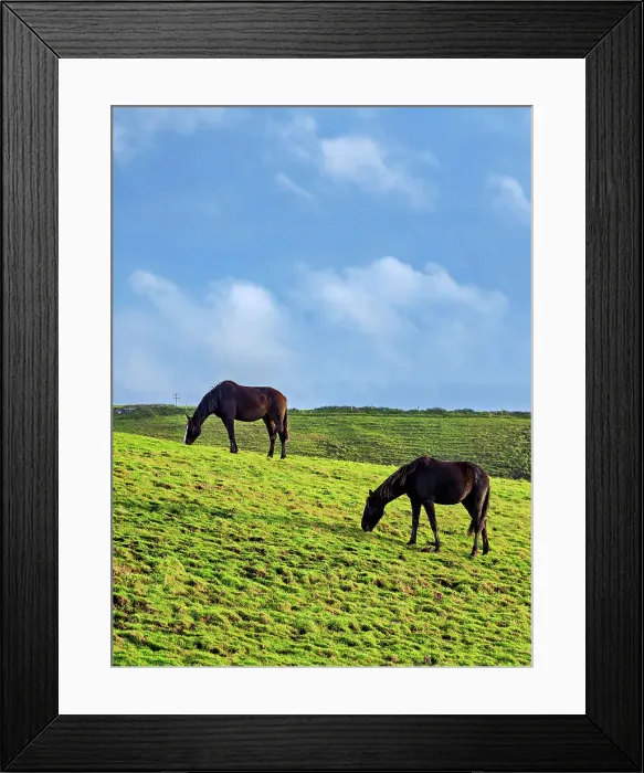 Framed Print : Horses on a field, Cliffs of Moher Walking Trail, County Clare, Ireland Framed Print : Horses on a field, Cliffs of Moher Walking Trail, County Clare, Ireland
