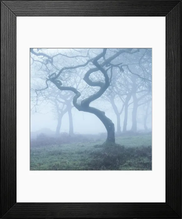 Framed Print : Misty oak woodland in winter, Quantock Hills, Somerset, England, UK Framed Print : Misty oak woodland in winter, Quantock Hills, Somerset, England, UK