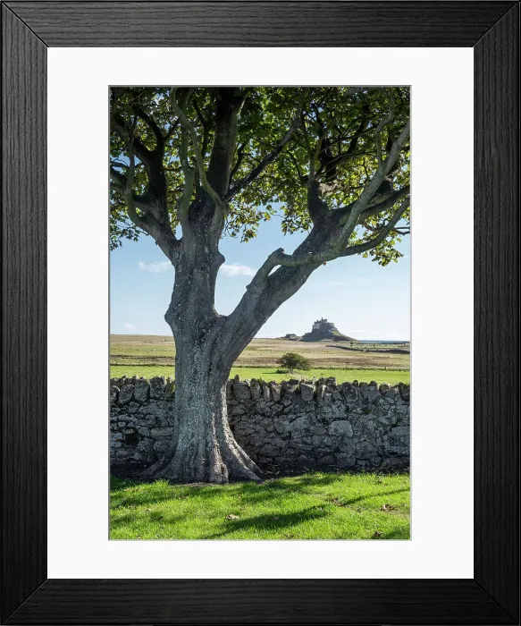 Framed Print : UK, England, Northumberland, Holy Island, Lindisfarne, the castle seen across a dry stone walls and fields, summer view, sunny day
