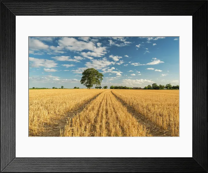Framed Print : Tree in Stubble Field, Norfolk, England Framed Print : Tree in Stubble Field, Norfolk, England