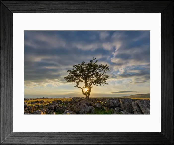 Framed Print : Lone Hawthorn Tree at Sunset, Twistleton Scar, Yorkshire Dales National Park, England Framed Print : Lone Hawthorn Tree at Sunset, Twistleton Scar, Yorkshire Dales National Park, England