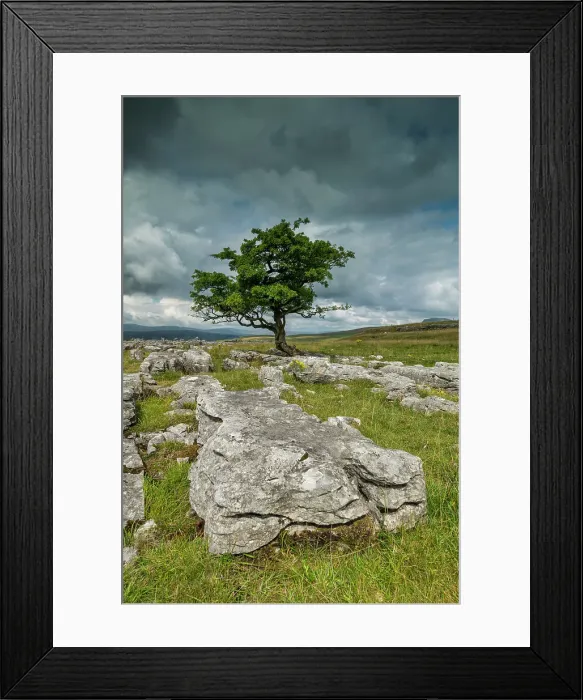 Framed Print : Lone Tree & Limestone Pavement, Langcliffe, Yorkshire Dales, England Framed Print : Lone Tree & Limestone Pavement, Langcliffe, Yorkshire Dales, England