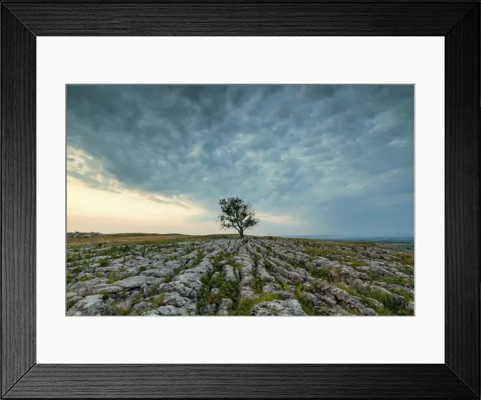 Framed Print : Lone Tree on Limestone Pavement, Malham, Yorkshire Dales, England Framed Print : Lone Tree on Limestone Pavement, Malham, Yorkshire Dales, England