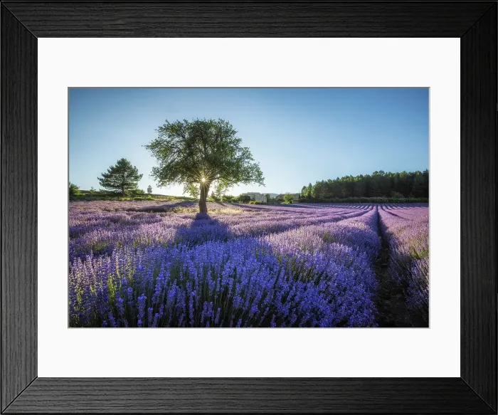 Framed Print : Sunlight streaming through lone tree in lavender field near Sault, Provence-Alpes-Cote d'Azur, Provence, France Framed Print : Sunlight streaming through lone tree in lavender field near Sault, Provence-Alpes-Cote d'Azur, Provence, France
