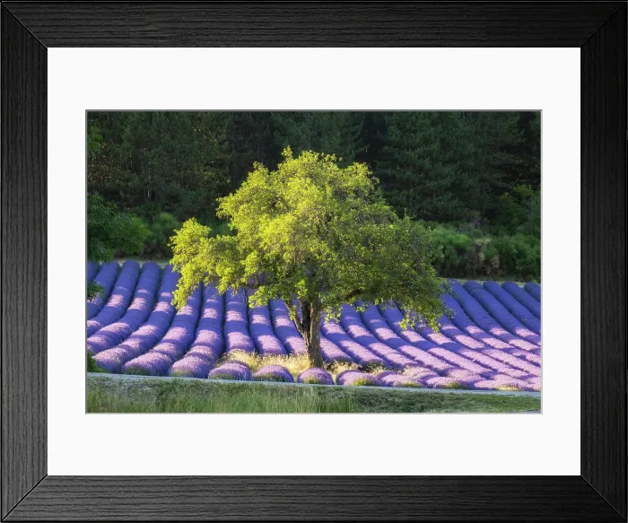 Framed Print : Tree in lavender field near Sault, Provence-Alpes-Cote d'Azur, Provence, France Framed Print : Tree in lavender field near Sault, Provence-Alpes-Cote d'Azur, Provence, France