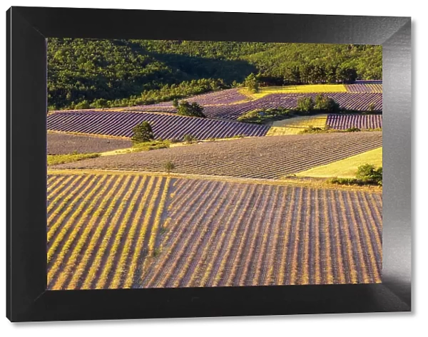 Lavender fields near Sault, Provence-Alpes-Cote d'Azur, Provence, France