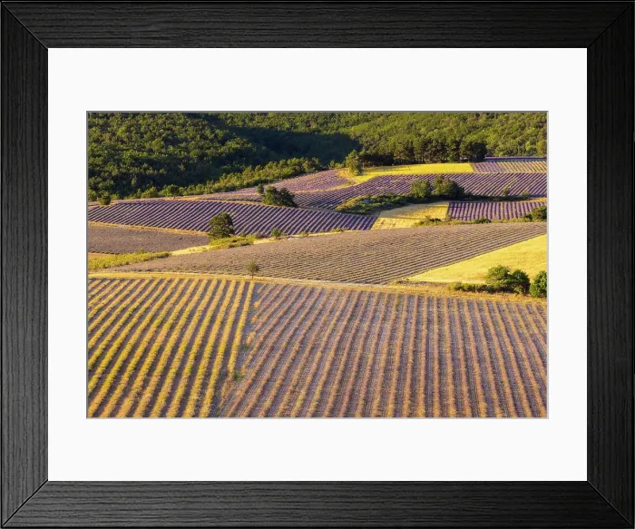 Framed Print : Lavender fields near Sault, Provence-Alpes-Cote d'Azur, Provence, France Framed Print : Lavender fields near Sault, Provence-Alpes-Cote d'Azur, Provence, France