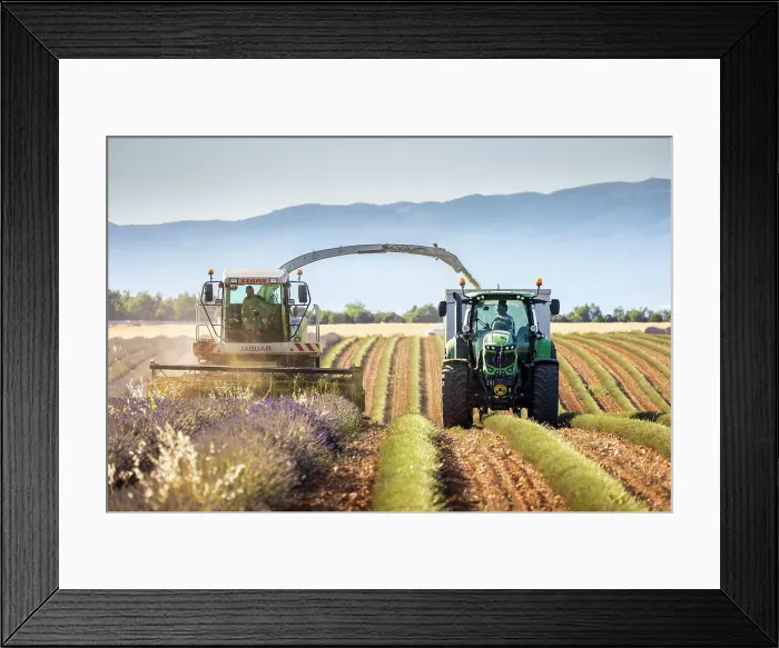 Framed Print : Lavender harvesting, Plateau de Valensole, Provence-Alpes-Cote d'Azur, Provence, France Framed Print : Lavender harvesting, Plateau de Valensole, Provence-Alpes-Cote d'Azur, Provence, France