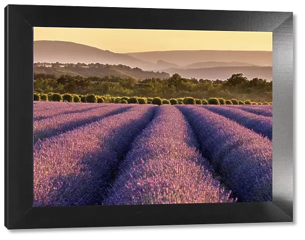 Lavender fields in late evening sunlight, Plateau de Valensole, Provence-Alpes-Cote d'Azur, Provence, France