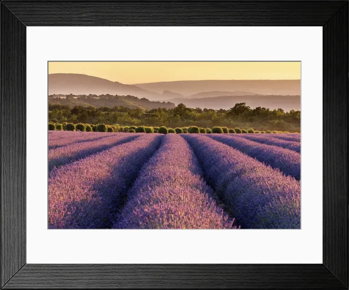Framed Print : Lavender fields in late evening sunlight, Plateau de Valensole, Provence-Alpes-Cote d'Azur, Provence, France Framed Print : Lavender fields in late evening sunlight, Plateau de Valensole, Provence-Alpes-Cote d'Azur, Provence, France