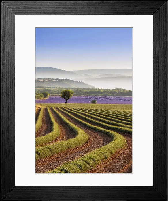 Framed Print : Harvested lavender field, Plateau de Valensole, Provence-Alpes-Cote d'Azur, France Framed Print : Harvested lavender field, Plateau de Valensole, Provence-Alpes-Cote d'Azur, France