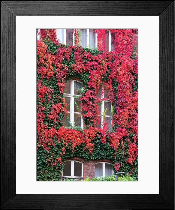 Framed Print : Detail of windows of residential building overgrown with red ivy in autumn, Lubeck, UNESCO, Schleswig-Holstein, Germany Framed Print : Detail of windows of residential building overgrown with red ivy in autumn, Lubeck, UNESCO, Schleswig-Holstein, Germany