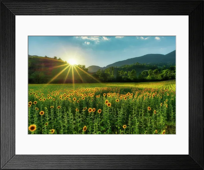 Framed Print : Field of Sunflowers, Castel San Felice, Umbria, Italy Framed Print : Field of Sunflowers, Castel San Felice, Umbria, Italy