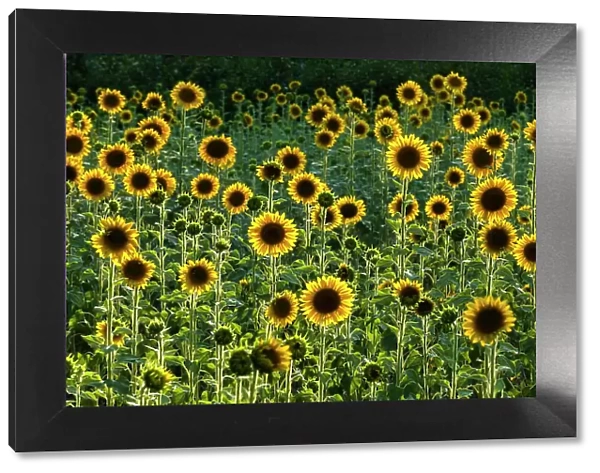 Field of Sunflowers, Castel San Felice, Umbria, Italy